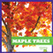 Maple Trees - 9781620314487 by Rebecca Stromstad Glaser, 9781620314487