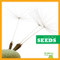 Seeds - 9781620314517 by Rebecca Stromstad Glaser, 9781620314517