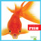 Fish - 9781620311448 by Cari Meister, Dana Flemming, 9781620311448