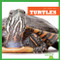 Turtles - 9781620311486 by Cari Meister, Dana Flemming, 9781620311486