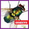 Insects - 9781620315934 by Erica Donner, 9781620315934