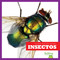 Insectos (Insects) (Spanish Edition) - 9781620316443 by Erica Donner, 9781620316443