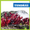 Tundras - 9781620317358 by Nadia Higgins, 9781620317358