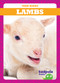 Lambs - 9781620317891 by Tim Mayerling, 9781620317891