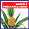 Watch a Pineapple Grow - 9781641282598 by Kirsten Chang, 9781641282598