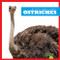 Ostriches - 9781641285605 by Penelope S. Nelson, Clayton Hansen, 9781641285605