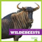 Wildebeests - 9781641285643 by Penelope S. Nelson, Clayton Hansen, 9781641285643