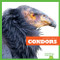 Condors - 9781641286367 by Jenna Lee Gleisner, Clayton Hansen, 9781641286367