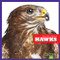 Hawks - 9781641286305 by Jenna Lee Gleisner, Clayton Hansen, 9781641286305
