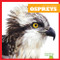 Ospreys - 9781641286329 by Jenna Lee Gleisner, Clayton Hansen, 9781641286329