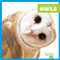 Owls - 9781641286343 by Jenna Lee Gleisner, Clayton Hansen, 9781641286343