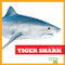 Tiger Shark - 9781641289672 by Jenna Lee Gleisner, Clayton Hansen, 9781641289672