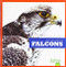 Falcons - 9781641288217 by Jenna Lee Gleisner, Clayton Hansen, 9781641288217