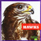 Hawks - 9781641288224 by Jenna Lee Gleisner, Clayton Hansen, 9781641288224