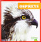 Ospreys - 9781641288231 by Jenna Lee Gleisner, Clayton Hansen, 9781641288231