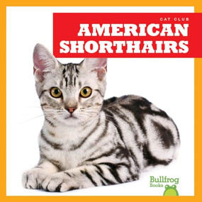 American Shorthairs - 9781645274452 by Cameron L. Woodson, 9781645274452