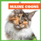 Maine Coons by Cameron L. Woodson, 9781645274490