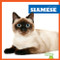 Siamese - 9781645274551 by Cameron L. Woodson, 9781645274551