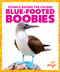 Blue-Footed Boobies by Alicia Z. Klepeis, Dana Flemming, 9781645275749