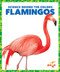 Flamingos - 9781645275800 by Alicia Z. Klepeis, Dana Flemming, 9781645275800