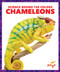 Chameleons - 9781645275787 by Alicia Z. Klepeis, Dana Flemming, 9781645275787