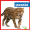 Jaguars - 9781645277217 by Marie Brandle, 9781645277217