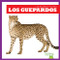 Los guepardos (Cheetahs) (Spanish Edition) by Marie Brandle, 9781645278641