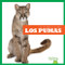 Los pumas (Cougars) (Spanish Edition) by Marie Brandle, 9781645278726