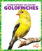 Goldfinches - 9781636903767 by Alicia Z. Klepeis, Dana Flemming, 9781636903767