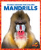 Mandrills by Alicia Z. Klepeis, Dana Flemming, 9781636903798