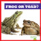 Frog or Toad? by Jamie Rice, 9781636903460