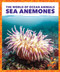Sea Anemones - 9781636902913 by Adeline J. Zimmerman, 9781636902913