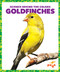 Goldfinches - 9781636903774 by Alicia Z. Klepeis, Dana Flemming, 9781636903774
