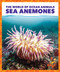 Sea Anemones - 9781636902920 by Adeline J. Zimmerman, 9781636902920