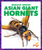 Asian Giant Hornets by Alicia Z. Klepeis, 9781636907833