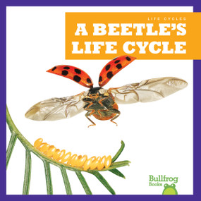 A Beetle's Life Cycle by Jamie Rice, 9781636908199