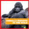 Gorilla Infants in the Wild by Marie Brandle, 9798885240680