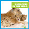 Lion Cubs in the Wild by Marie Brandle, 9798885240741