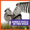 Zebra Foals in the Wild by Marie Brandle, 9798885240833