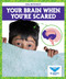 Your Brain When You're Scared by Abby Colich, 9798885241496