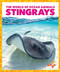 Stingrays - 9798885245838 by Mari Schuh, 9798885245838
