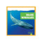 Blue Whales - 9798885245906 by Eliza Leahy, 9798885245906