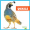 Quails by Rachel Grack, 9798892131162