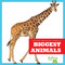 Biggest Animals by Lily Austen, 9798892131254