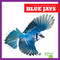 Blue Jays - 9798892131056 by Rachel Grack, 9798892131056