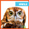 Owls - 9798892131148 by Rachel Grack, 9798892131148