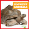 Slowest Animals - 9798892131322 by Lily Austen, 9798892131322