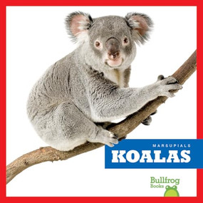 Koalas - 9798892135207 by Natalie Deniston, 9798892135207