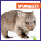 Wombats - 9798892135320 by Natalie Deniston, 9798892135320