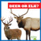 Deer or Elk? - 9798892136792 by Jenna Lee Gleisner, 9798892136792